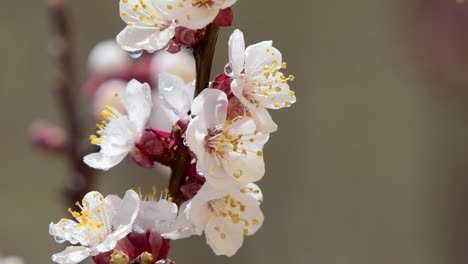 Frühlingsblumen.-Schöne-Frühlingskirsche-Baumblüte,-extrem-aus-nächster-Nähe.-Ostern-frisch-rosa-blühende-Kirsche-Nahaufnahme.