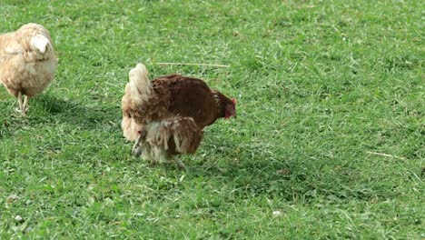 pollo-de-color-marrón-rojo,-defecando-en-un-prado-de-primavera-verde.-ligera-mente-lenta-
4K-UHD-Prores-HQ-29.97