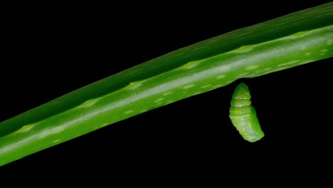 4K-footage-footage-of-butterfly-turning-into-cocoon-on-black-background