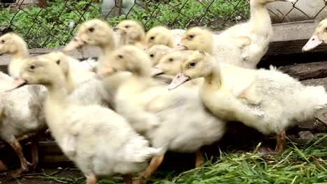 Little-ducks-eat-grass.