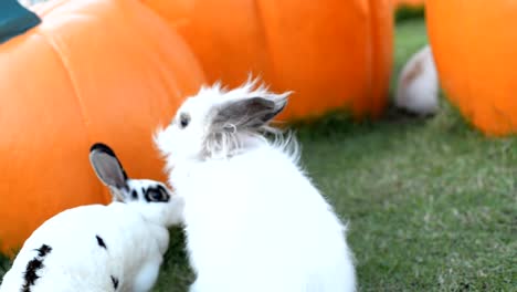 Rabbits-on-green-grass