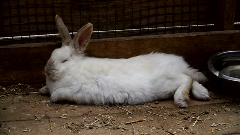 Rabbit.-Rabbit-is-sleeping