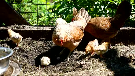 junges-Huhn-zu-Fuß-mit-ihrem-kleinen-Hühner