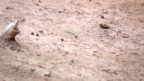 Rabbit-on-ground,-Brow-rabbit-jumping