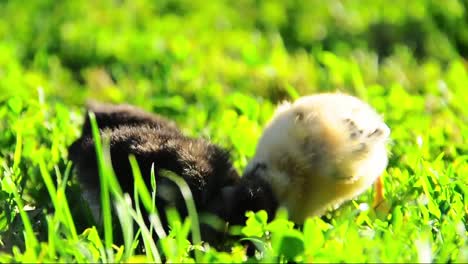 Little-chickens-in-grass