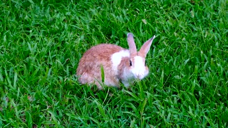 Cute-brown-rabbit-eating-grass-in-forest-Thailand,-UHD-4K-video