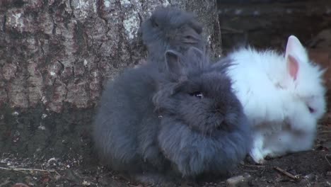 Adorable-rabbit-close-up