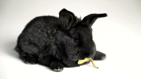 Kaninchen-oder-Hase-auf-weißem-Hintergrund