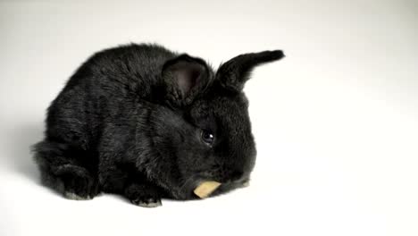 Kaninchen-oder-Hase-auf-weißem-Hintergrund