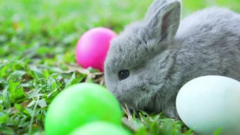 Kleine-graue-Osterhasen-Holland-lop-essen-ein-Gras,-in-der-Nähe-von-Ostern-Eier.