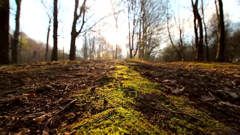 The-movement-of-the-camera-on-the-ash-with-green-moss.-The-sun-shines-into-the-camera-against-the-blue-sky-and-branches.-The-dark-countryside