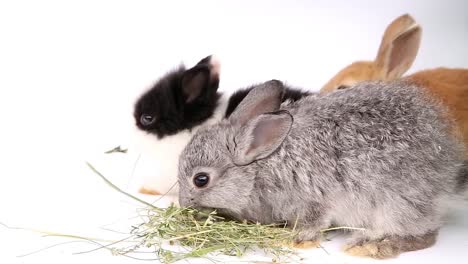 Osterhase,-niedliche-Hasen,-Kaninchen-auf-weißem-Hintergrund