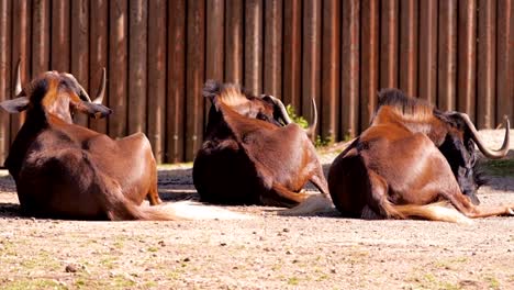 En-el-zoológico,-cola-blanca-gnu-descansando-acostado-en-el-suelo-y-mastica-la-hierba