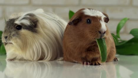 One-guinea-pig-eating-cucumber-and-second-thought-slow-motion-stock-footage-video