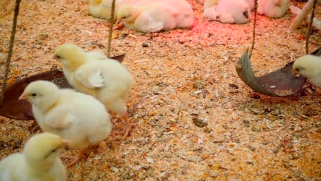 Small-chicks-play-and-relax-in-the-paddock-in-slow-motion