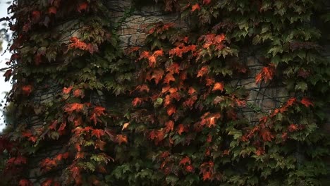 Efeu-Blätter-auf-Ziegelmauer,-Herbstsaison,-Trauer-und-Melancholie,-Einsamkeit