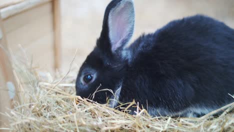 Easter-bunnies-play,-eat-and-rest-in-the-paddock.