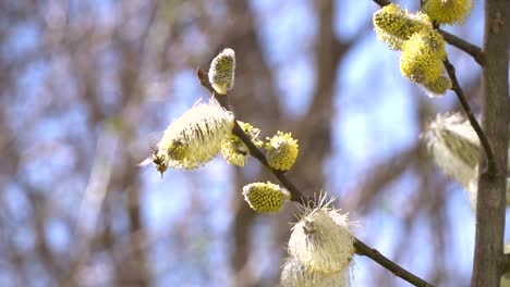 fleißige-Bienen-sammeln-Nektar-für-Honig-aus-Weide-Kätzchen-in-Zeitlupe