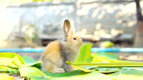 conejo-comiendo-hojas-en-el-jardín