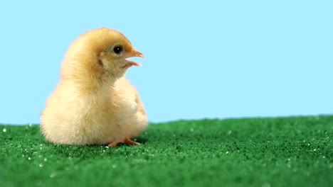 Cute-baby-chick-walks-around-on-green-turf