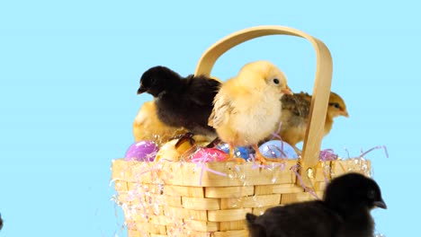 Baby-chicks-crawl-around-and-in-an-Easter-basket-in-front-of-a-blue-background