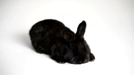 rabbit-or-bunny-on-white-background