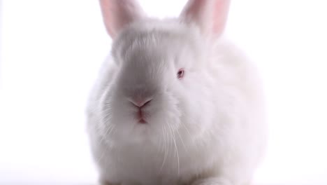 white-rabbit-moves-his-nose-on-a-white-background