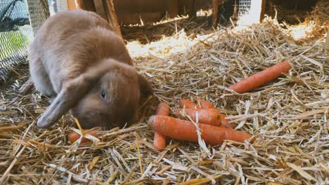 conejo-dulce-y-marrón-come-zanahorias-frescas-en-la-Hutch-de-conejo