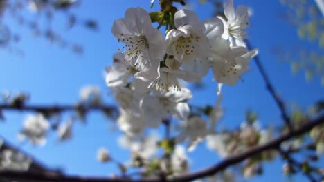 Schöne-Frühlingskirschblüte.-Ostern-frische-blühende-Kirschnahmebauerei.