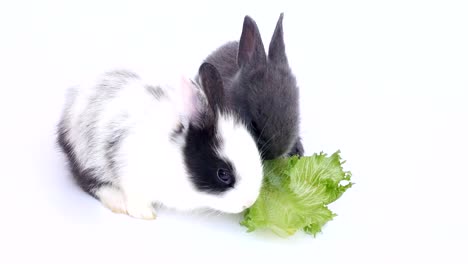 Baby-rabbit-eating-vegetable