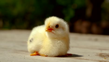 Beautiful-Yellow-Chick-on-Table