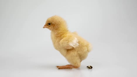 chick-on-a-white-background-Agriculture,-farm-and-Livestock-Concept