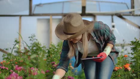 Hermosa-florista-mujer-camina-a-través-del-invernadero-con-una-tableta-de-tableta-comprueba-las-rosas-cultivadas,-realiza-un-seguimiento-de-la-cosecha-y-comprobar-la-flor-para-los-clientes-de-negocios.