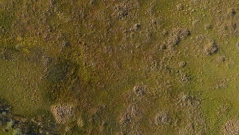 Swamp-marsh-moss-aerial-abstract-bird-eye-view-at-sunset