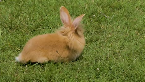 Flauschige-Hasen-auf-dem-Gras