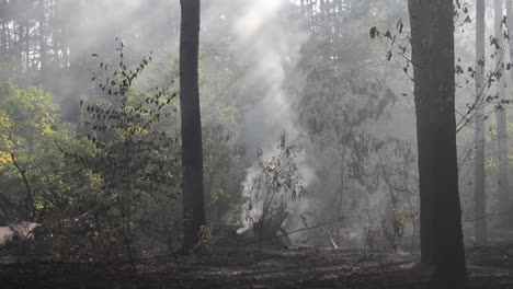 Fuego-en-el-bosque.