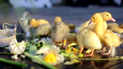 group-of-ducklings