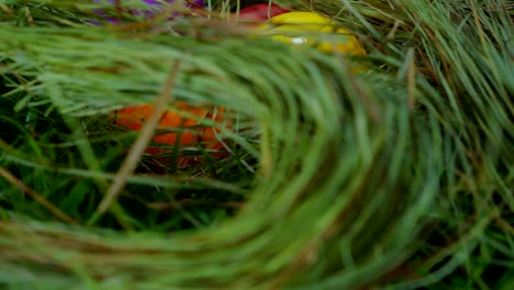 Bunte-Ostereier-in-einem-nest