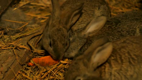 Gray-little-rabbits-in-a-barn-eating-carrots