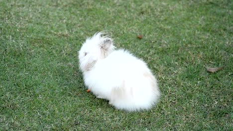 Rabbit-on-green-grass