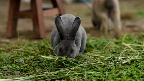 rabbits-eating-grass-on-the-floor-in-the-cage