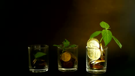 Golden-coins-in-glass-and-green-leaf-of-sprout-on-black-background.-Success-of-finance-business,-investment,-ideas.