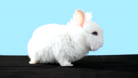 Adorable-bunny-stands-on-black-carpet-with-green-screen-alpha