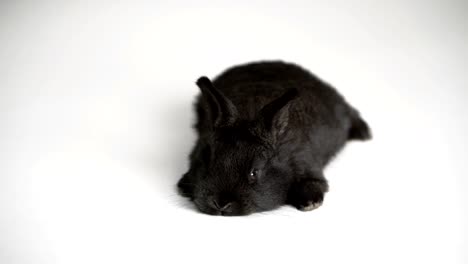 rabbit-or-bunny-on-white-background