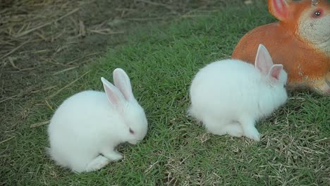 Comer-conejo-y-mordisqueando-hierba.