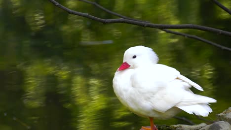 White-Baby-Animal-Duck-and-Lake