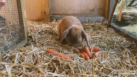 conejo-dulce-y-marrón-come-zanahorias-frescas-en-la-Hutch-de-conejo