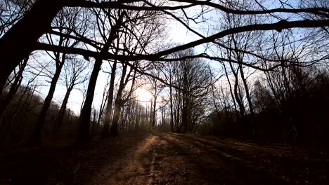 Camera-movement-between-trees-without-leaves.-The-sun-shines-into-the-camera-against-the-blue-sky-and-branches.-The-dark-countryside