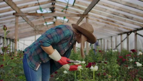 Close-up-of-hands-of-a-farmer-businessman-touching-the-roses-and-use-your-fingers-to-tap-on-the-tablet-screen.-Checking-the-state-of-flowers-for-the-crop-database