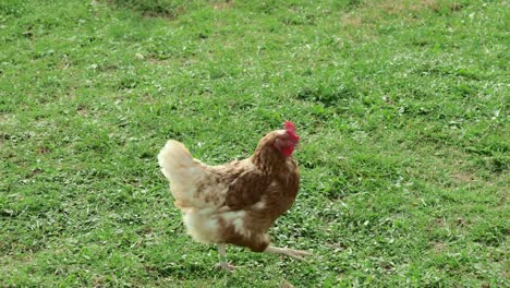 brown-white-chicken-that-goes-over-a-green-meadow-and-picks-at-a-tangerine-bowl.-slight-slow-motion-
4K-UHD-Prores-HQ-29.97